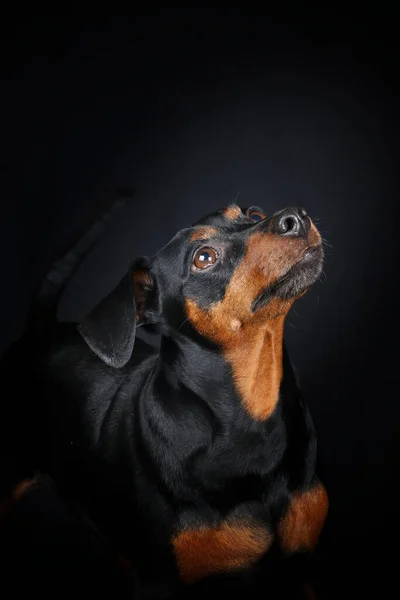 인물사진 Pinscher Nain Sur Fond Noir — 스톡 사진