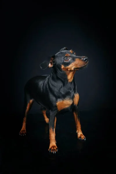 Miniatyr Pinscher Stående Svart Bakgrund — Stockfoto