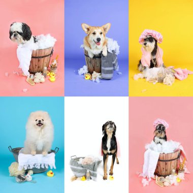 Shih tzu, corgi, schnauzer, rengarenk köpek koleksiyonu 