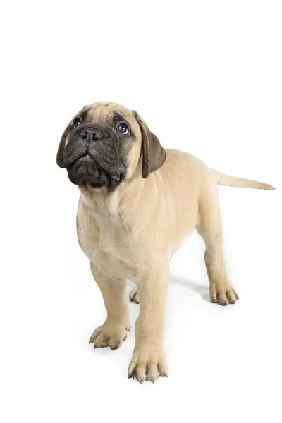 Glad Valp Bullmastiff Spelar Studio Skott Vit Bakgrund — Stockfoto