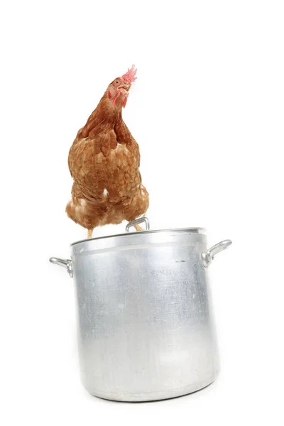 Hühnervogel Koch Kocht Isoliert Auf Weiß — Stockfoto