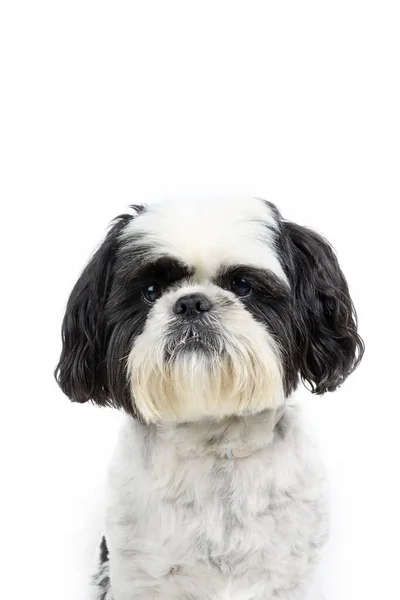 Portrait Shih Tzu Isolé Sur Fond Blanc — Photo