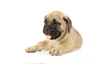 Yavru boğa bembeyaz uzanıyor. 