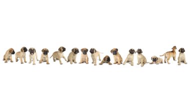 Beyaz arka planda bir grup boğa güreşçisi köpek yavrusunun panoramik frizmesi 
