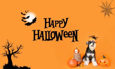 Turuncu arka planda minyatür schnauzer ile Cadılar Bayramı köpek kartı kutlaması 