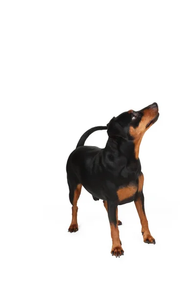 Pinscher Hond Geïsoleerd Wit — Stockfoto