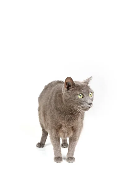 Famiglia Gatto Grigio Isolato Bianco — Foto Stock