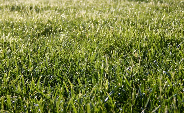 Spring background. Drops of dew on green grass — Stock Photo, Image