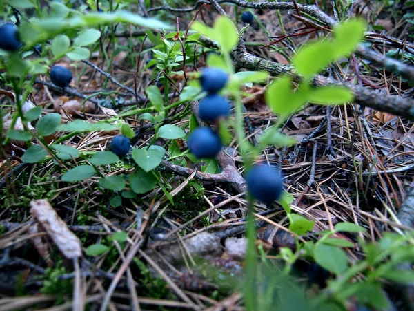 Ώριμα βατόμουρα σε ένα θάμνο blueberry — Φωτογραφία Αρχείου