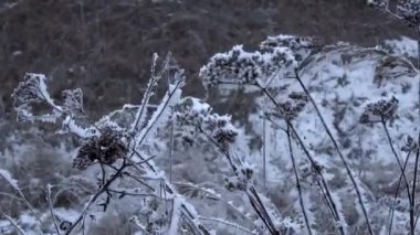 Donmuş ot rüzgarda kış gününde sways. 