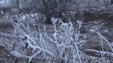 Rüzgarda çim bi kış günü kar kaplı 