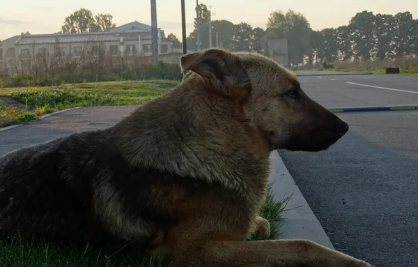 Jefe de seguridad perro pastor protege el camino a las cabañas de campo — Foto de Stock