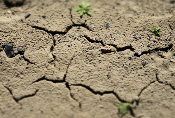 L'erba cresce nella terra sterile trama dettagliata — Foto Stock