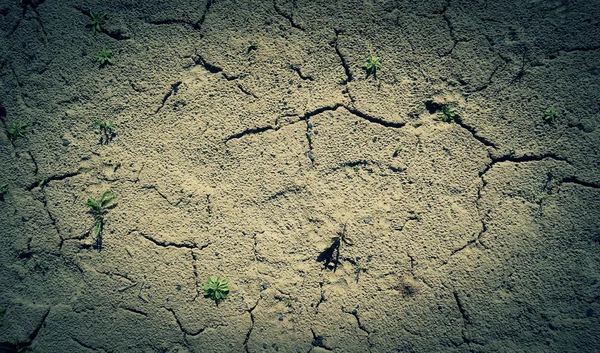 Germes d'herbe rompant à travers un fond de texture de terre stérile — Photo