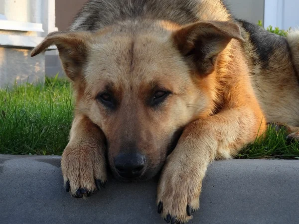 Jefe de perro pastor de seguridad en frente de la entrada de la casa de campo — Foto de Stock