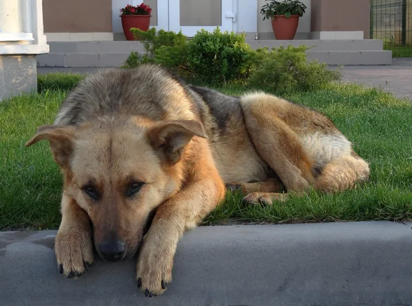 Özel bir yazlık önünde çim çimenlikte oturan köpek koru — Stok fotoğraf