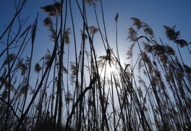 Reed güneş doğarken thatching kaynaklanıyor 