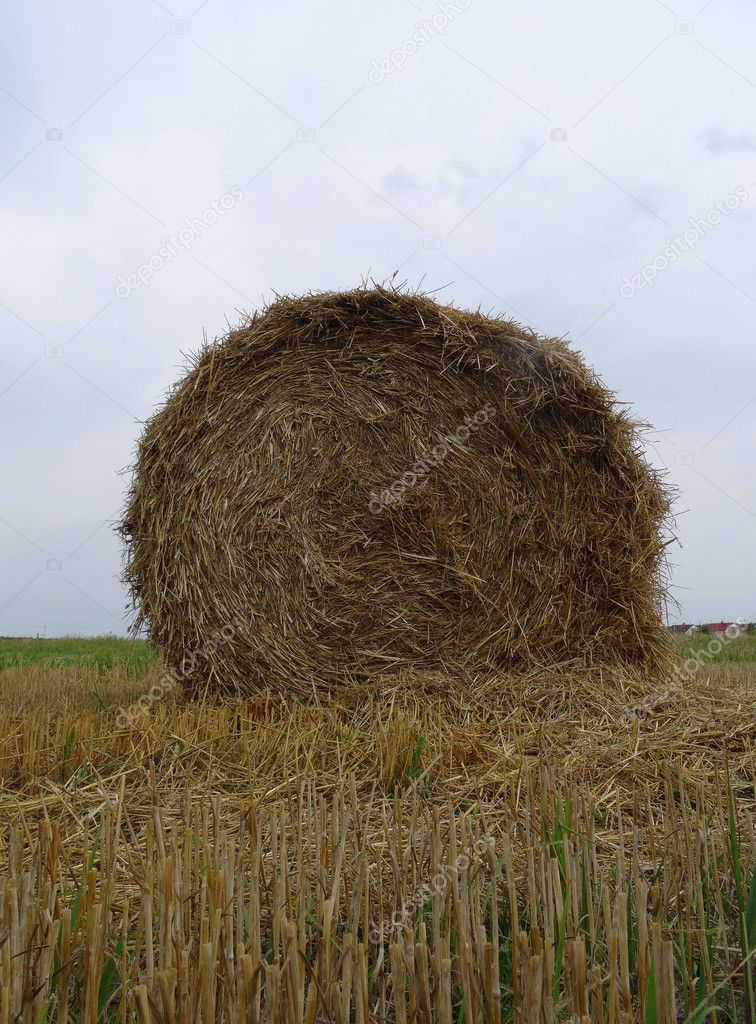 Round hayrick on the field after summer harvesting stock image