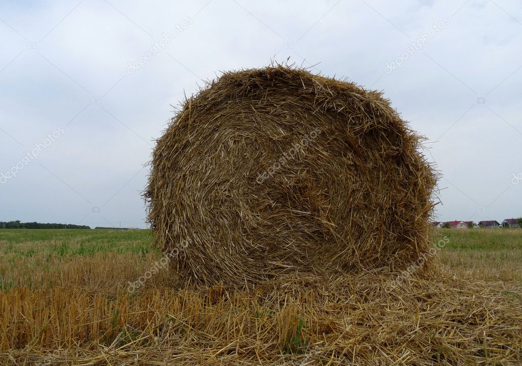 Round bale of hay on mowed field stock photo