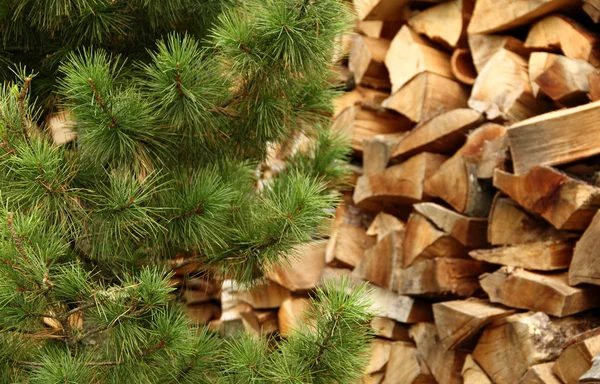 Rami di pino verde davanti a pali rotondi di legna da ardere — Foto Stock