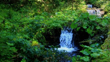 Ormandaki Küçük Şelale Şelalesi 