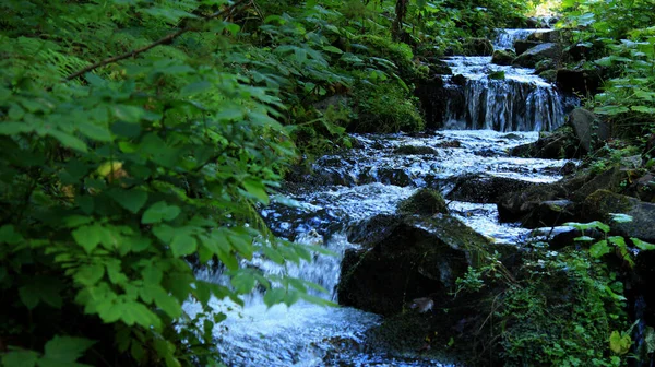 Cascade Petites Cascades Dans Fourré Herbe Dans Forêt — Photo