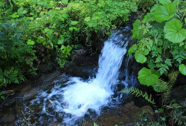 Agua Corriente Cascada Pequeña Forest Creek — Foto de Stock