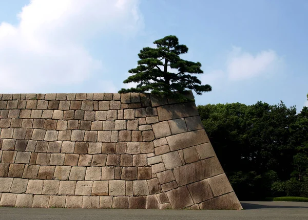 Pared Fortaleza Piedra Con Pino Japonés Parte Superior — Foto de Stock
