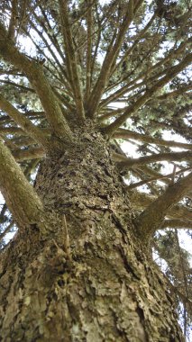 Çam Ağacı Düşük Görünüm Bagajı Usulca Kenarına Odaklan