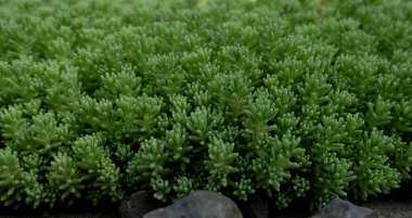 Sulu zemin örtüleri Yakın plan Yan Görünümü