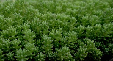 Yeşil Zemin Kapağı Bitki Doku Arkaplanı 