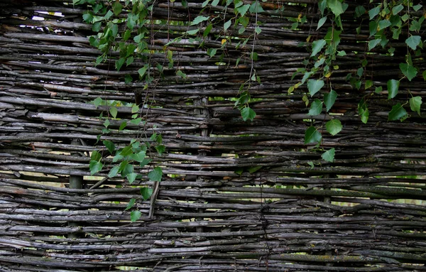 Lath Fence Mit Traubensprossen Textur Hintergrund — Stockfoto