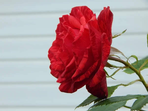 Röd ros blomma över vit bakgrund — Stockfoto