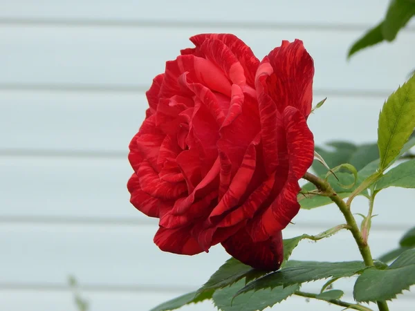 Röd ros blomma över vit bakgrund — Stockfoto