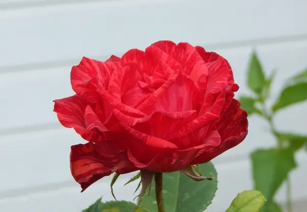 Röd ros blomma över vit närbild — Stockfoto