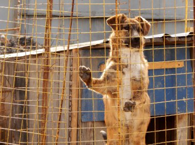 Evsiz köpek hayvan barınağı, köpek kulübesi