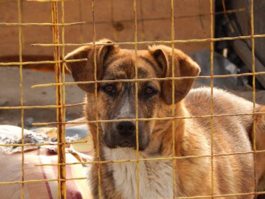 Evsiz köpek hayvan barınağı, köpek kulübesi