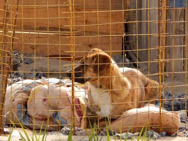 Perro sin hogar en perrera en refugio de animales — Foto de Stock