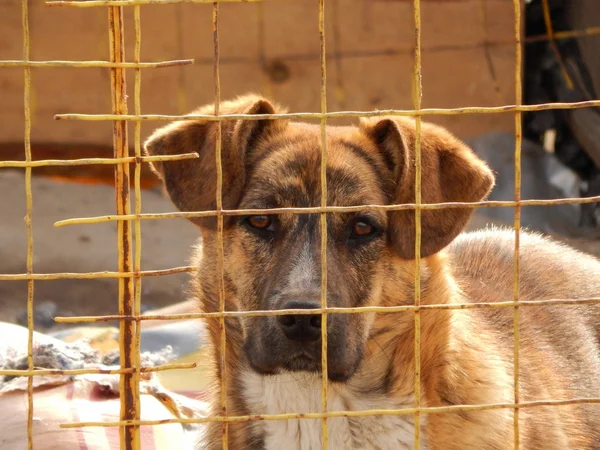 Cão sem abrigo no canil no abrigo de animais — Fotografia de Stock