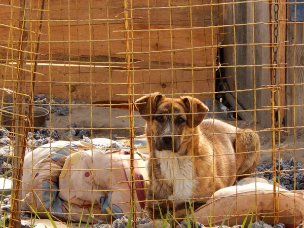 Perro sin hogar en perrera en refugio de animales — Foto de Stock