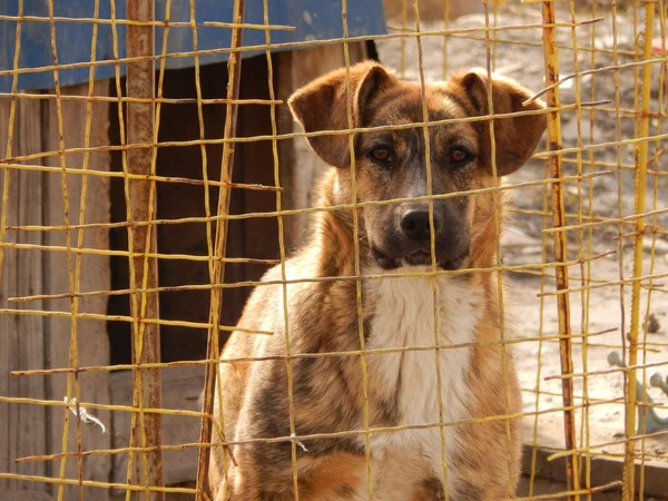 Cão sem abrigo no canil no abrigo de animais — Fotografia de Stock
