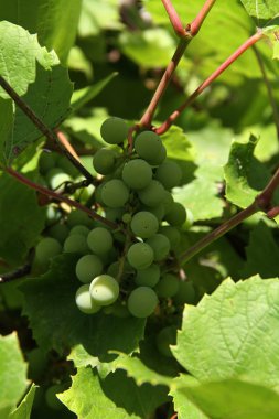 Yeşil üzüm closeup demet