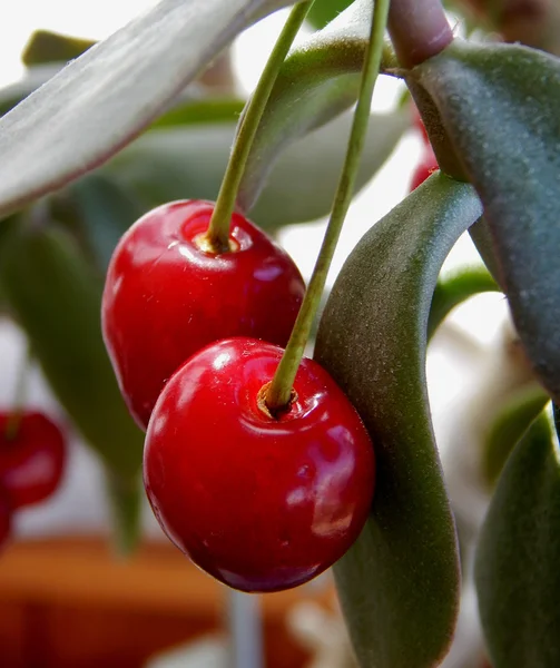 Suculent fructe de cireșe pe tulpina verde closeup — Fotografie, imagine de stoc