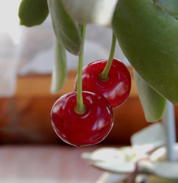 Frutas jugosas de cereza en primer plano tallo verde —  Fotos de Stock