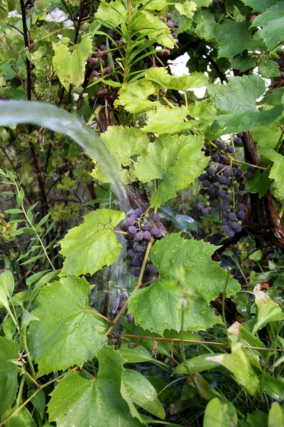 Vingården. Grape bush vattnas av trädgårdsslang närbild — Stockfoto