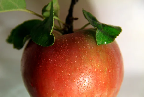 Saftiger Apfel am Stiel mit grünen Blättern und Wassertropfen auf der Schale — Stockfoto