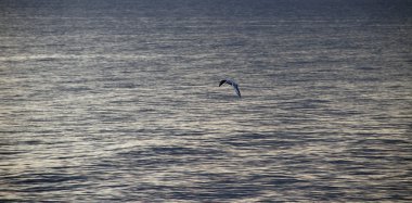 Defne deniz dalgaları üzerinde uçan martı