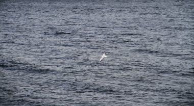 Defne deniz dalgaları üzerinde uçan martı