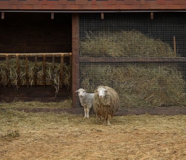 Картина, постер, плакат, фотообои "овцы семьи с ягнят рядом с яслями на скотоводческой ферме
", артикул 83018742