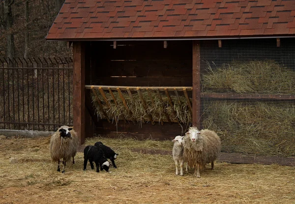 Schafsfamilie mit Lämmern in der Nähe der Krippe auf dem Rinderhof — Stockfoto